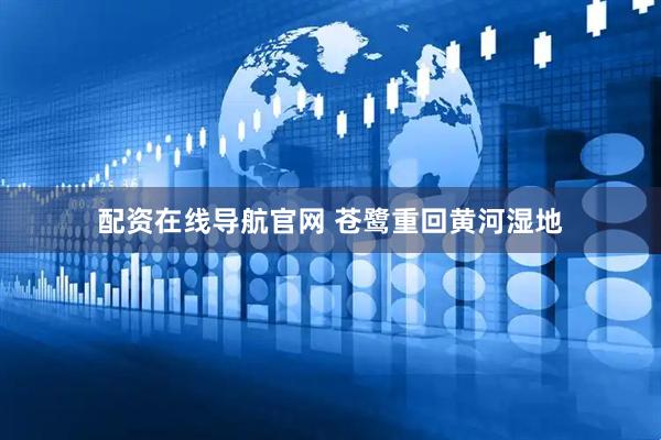 配资在线导航官网 苍鹭重回黄河湿地